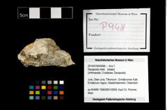 Foto (Objekt + Etikett) von Decapoda indet.  (NHMW-GEO-2014-0194-0948)